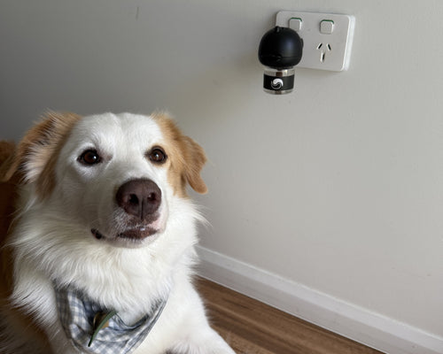 Pherozen Dog Diffuser